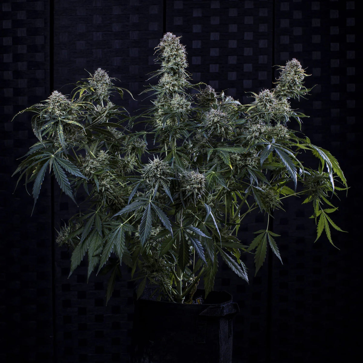 Mephisto Genetics-Toofless Alien