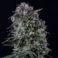 Mephisto Genetics-Toofless Alien