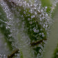Mephisto Genetics-Toofless Alien