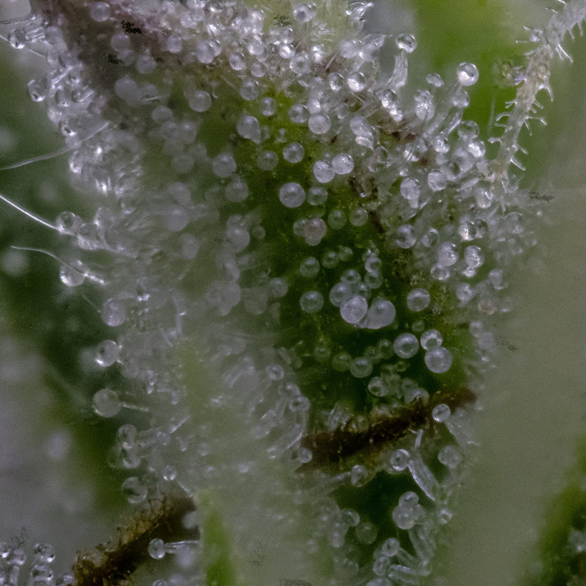 Mephisto Genetics-Toofless Alien
