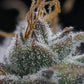 Mephisto Genetics-Toofless Alien