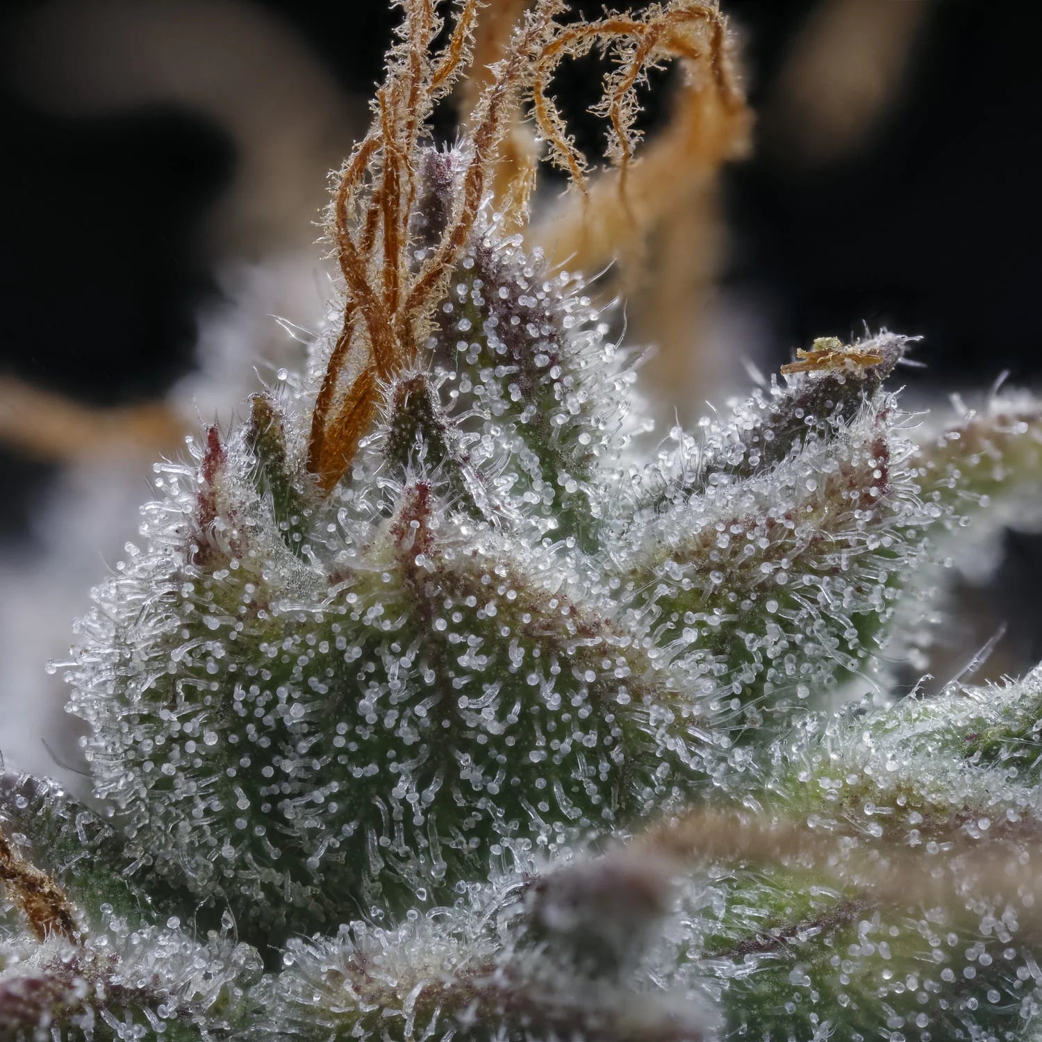 Mephisto Genetics-Toofless Alien