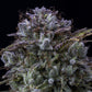 Mephisto Genetics-Toofless Alien