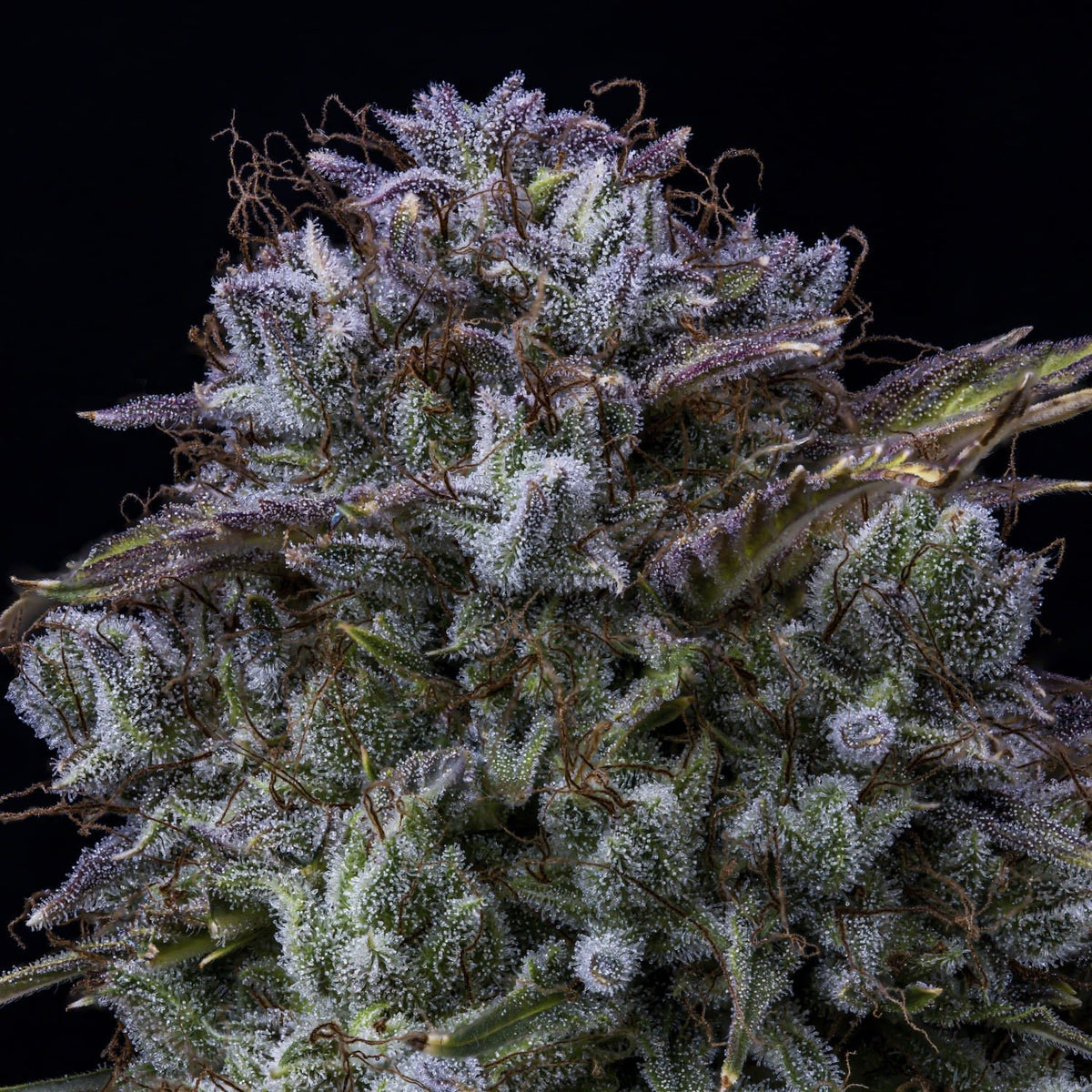 Mephisto Genetics-Toofless Alien