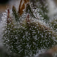 Mephisto Genetics-Toofless Alien