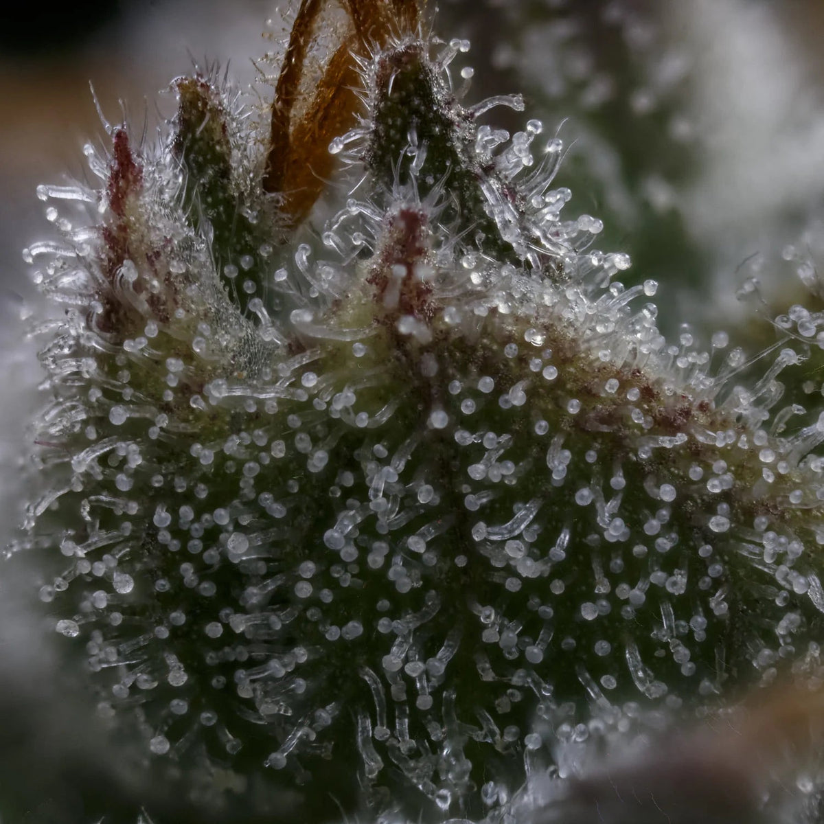 Mephisto Genetics-Toofless Alien