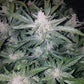 Mexican Airlines Auto - Cannaseuse - Curated Genetics - 42 Fast Buds