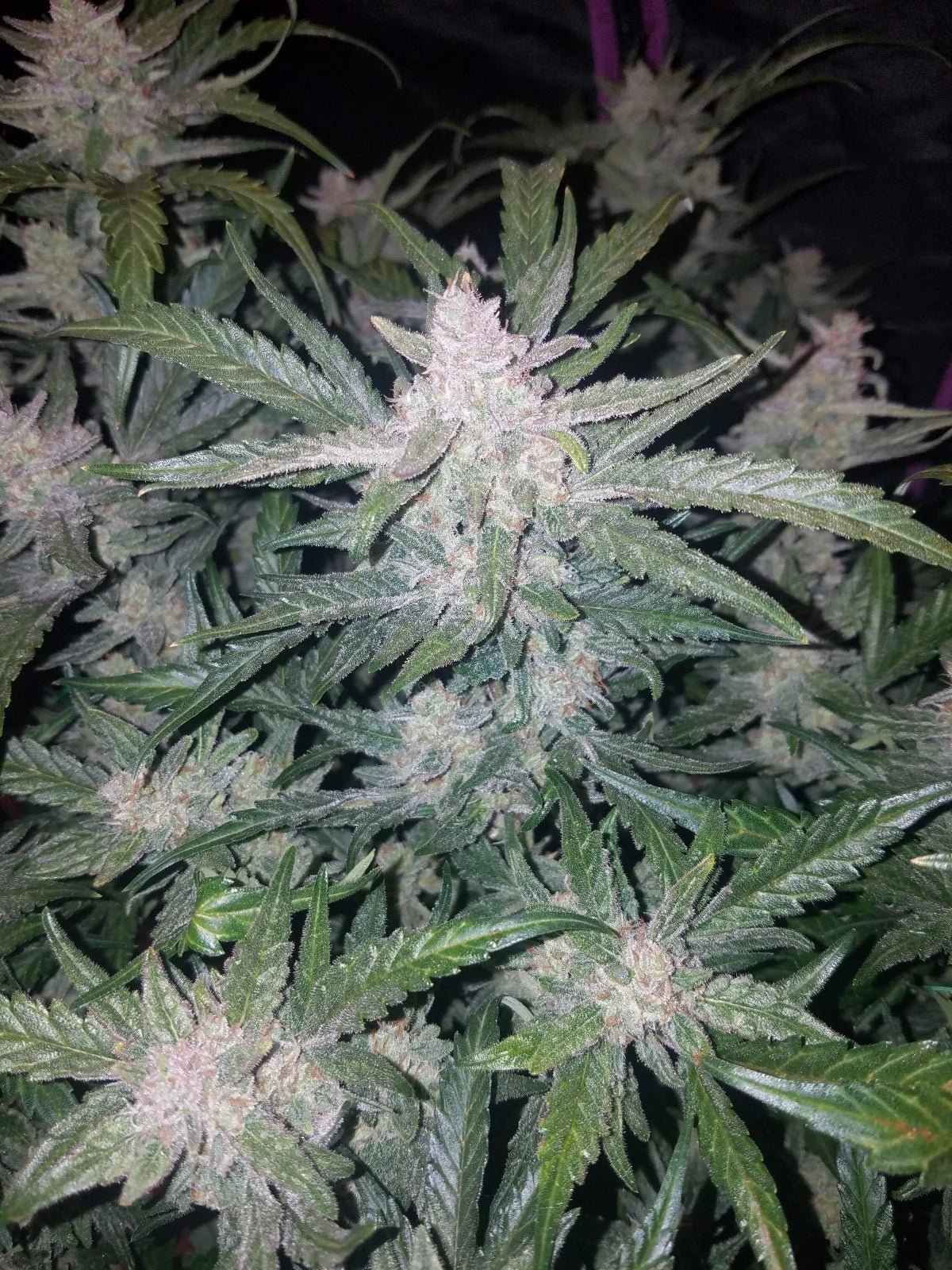 Mexican Airlines Auto - Cannaseuse - Curated Genetics - 42 Fast Buds