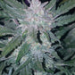 Mexican Airlines Auto - Cannaseuse - Curated Genetics - 42 Fast Buds