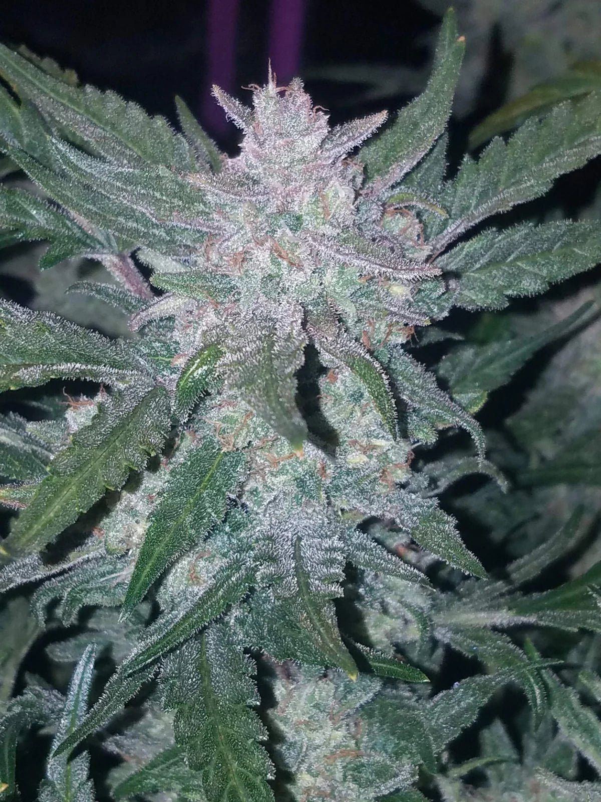 Mexican Airlines Auto - Cannaseuse - Curated Genetics - 42 Fast Buds