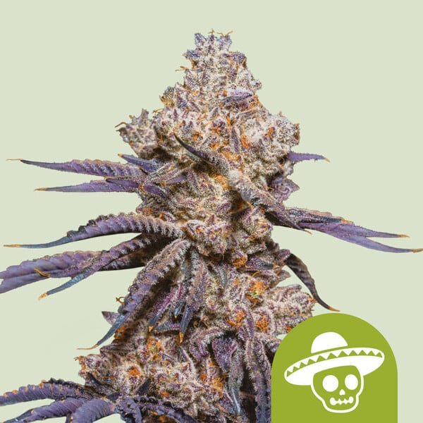 Mexican Rush Auto - Cannaseuse - Curated Genetics - Royal Queen Seeds