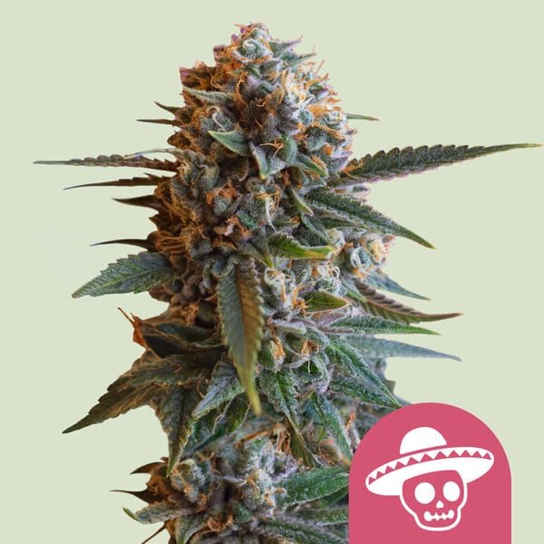 Mexican Rush - Cannaseuse - Curated Genetics - Royal Queen Seeds