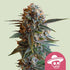 Mexican Rush - Cannaseuse - Curated Genetics - Royal Queen Seeds
