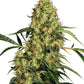 Sensi Seeds-Mexican Sativa