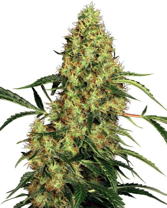 Sensi Seeds-Mexican Sativa