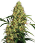 Sensi Seeds-Mexican Sativa