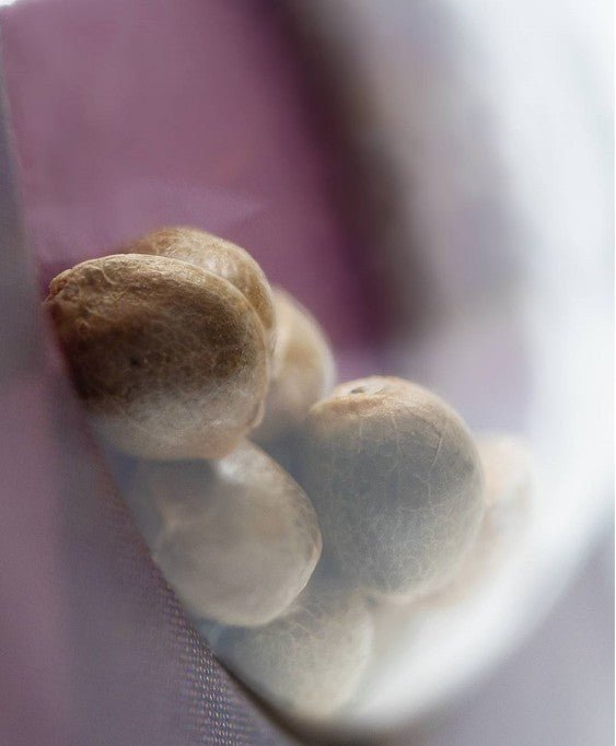 Sensi Seeds-Mexican Sativa