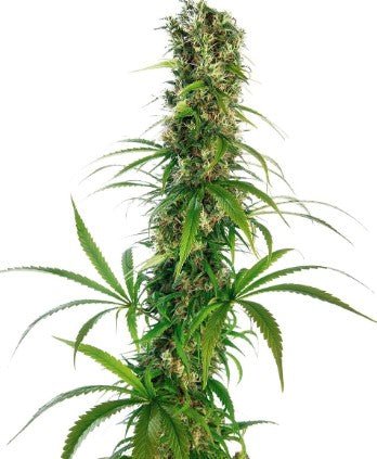 Sensi Seeds-Michka