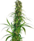 Sensi Seeds-Michka