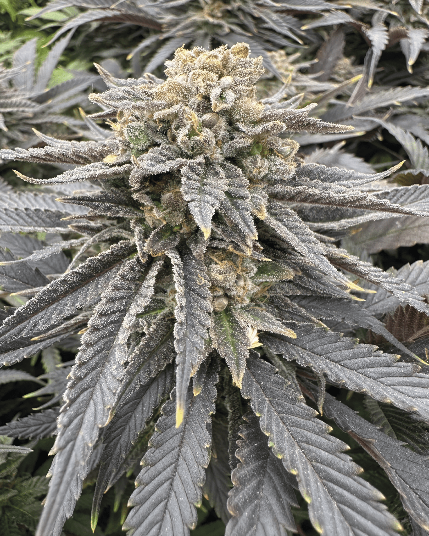 Grateful Seeds-Midnight Zlap
