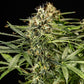 Milky Way F1 - Cannaseuse - Curated Genetics - Royal Queen Seeds