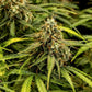 Milky Way F1 - Cannaseuse - Curated Genetics - Royal Queen Seeds