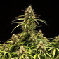 Milky Way F1 - Cannaseuse - Curated Genetics - Royal Queen Seeds