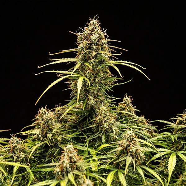 Milky Way F1 - Cannaseuse - Curated Genetics - Royal Queen Seeds