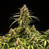 Milky Way F1 - Cannaseuse - Curated Genetics - Royal Queen Seeds