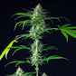 Mimosa Auto - Cannaseuse - Curated Genetics - Royal Queen Seeds