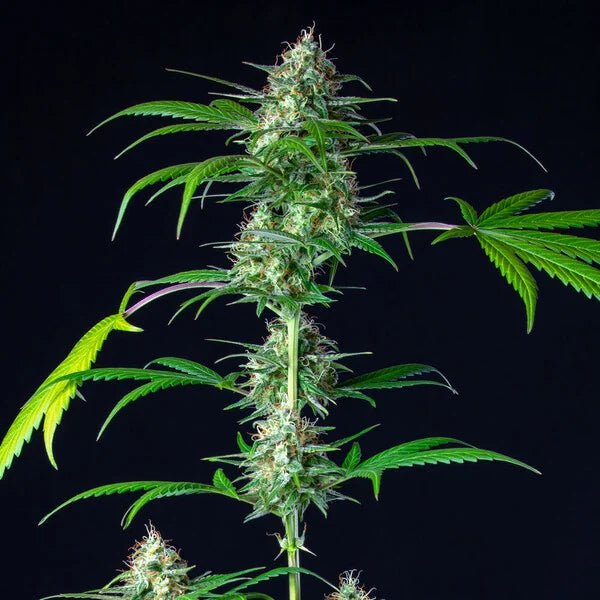 Mimosa Auto - Cannaseuse - Curated Genetics - Royal Queen Seeds