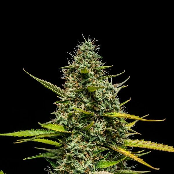 Mimosa Auto - Cannaseuse - Curated Genetics - Royal Queen Seeds