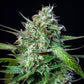 Mimosa Auto - Cannaseuse - Curated Genetics - Royal Queen Seeds
