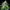 Mimosa Auto - Cannaseuse - Curated Genetics - Royal Queen Seeds