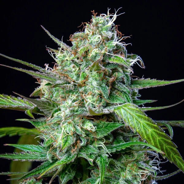 Mimosa Auto - Cannaseuse - Curated Genetics - Royal Queen Seeds