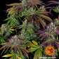 Mimosa EVO - Cannaseuse - Curated Genetics - Barney's Farm