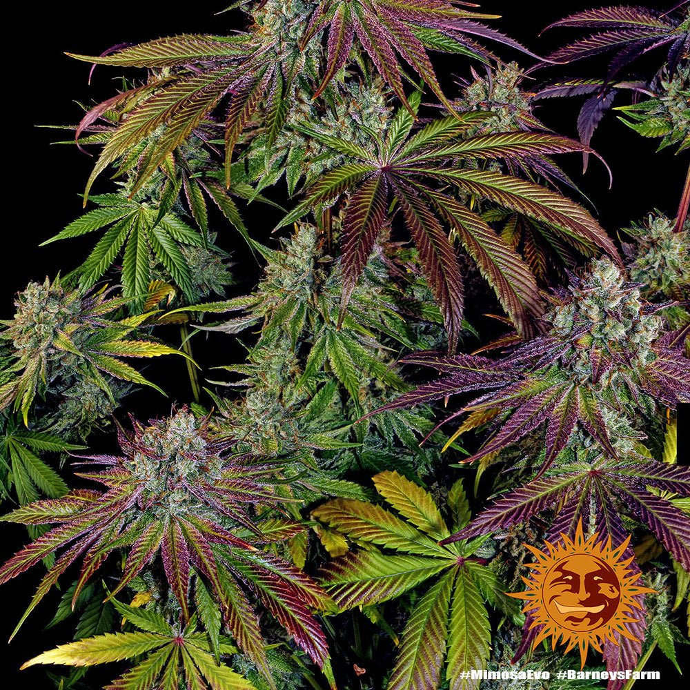 Mimosa EVO - Cannaseuse - Curated Genetics - Barney's Farm