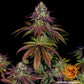 Mimosa EVO - Cannaseuse - Curated Genetics - Barney's Farm