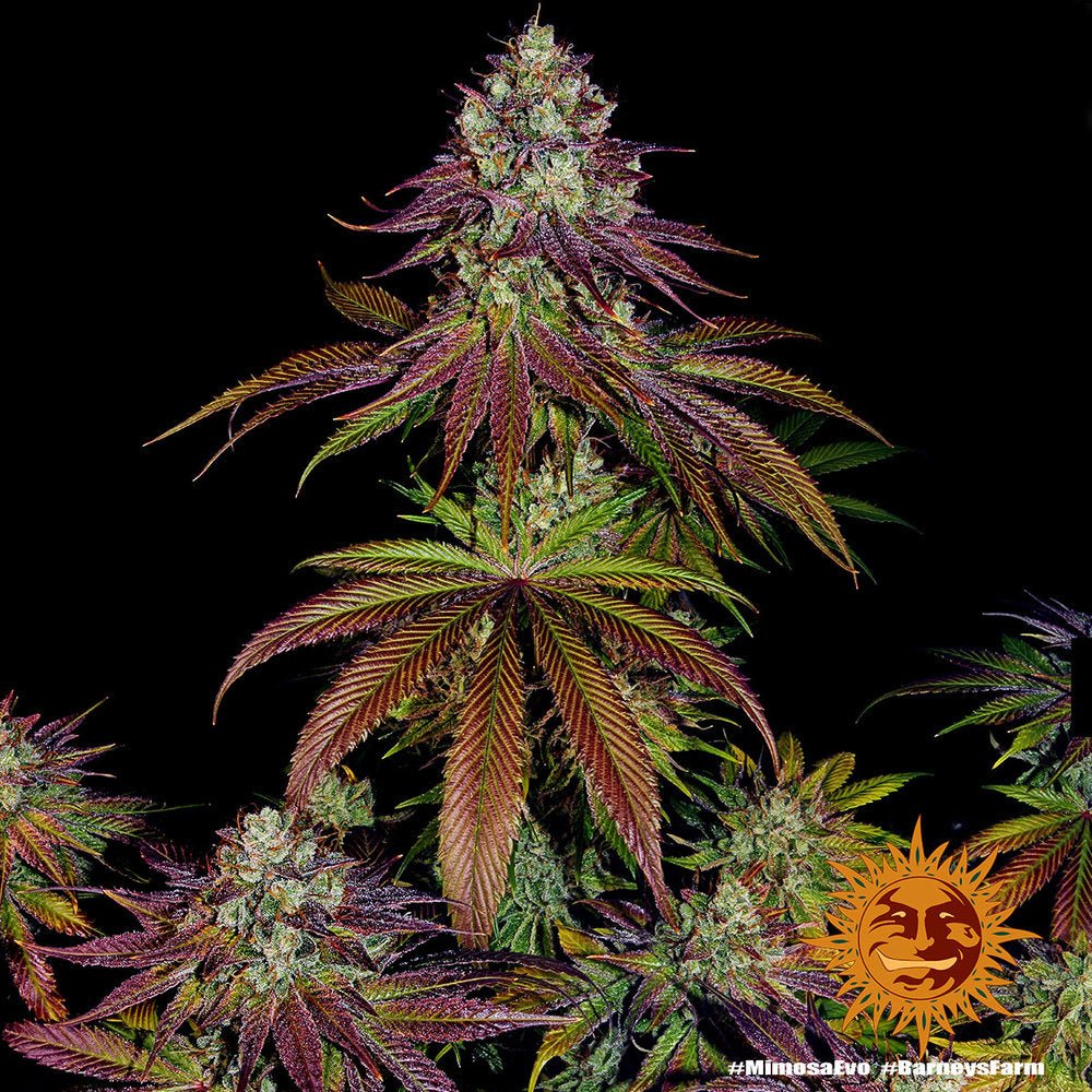 Mimosa EVO - Cannaseuse - Curated Genetics - Barney's Farm