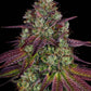 Mimosa EVO - Cannaseuse - Curated Genetics - Barney's Farm