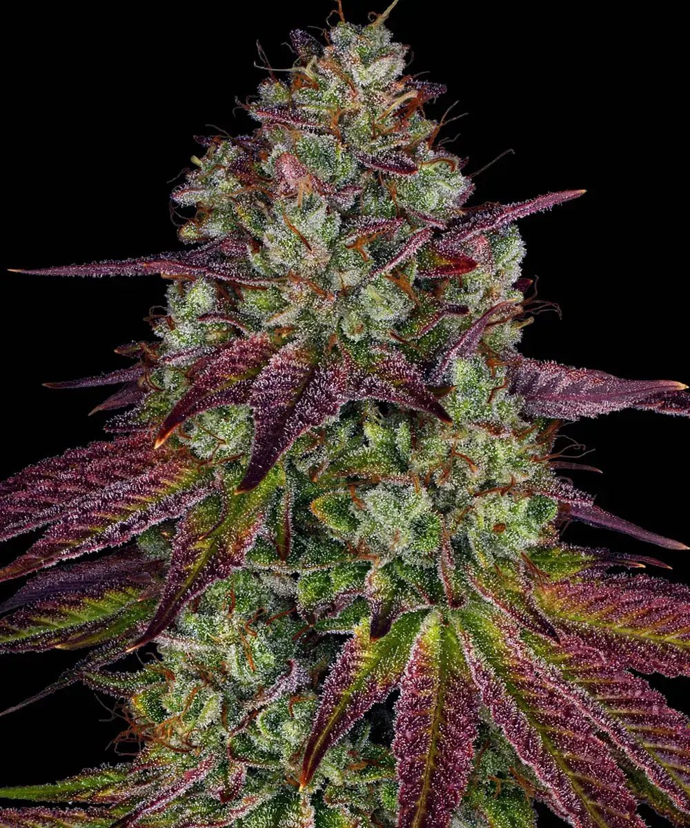 Mimosa EVO - Cannaseuse - Curated Genetics - Barney's Farm