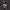 Mimosa x Orange Punch Auto