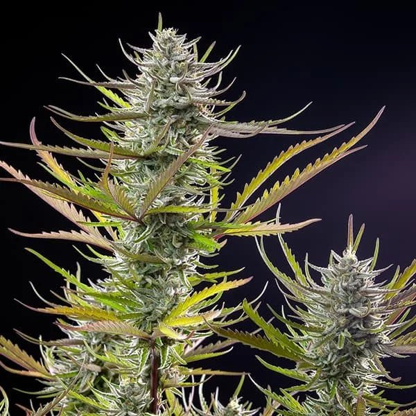 Mimosa - Cannaseuse - Curated Genetics - Royal Queen Seeds