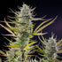 Mimosa - Cannaseuse - Curated Genetics - Royal Queen Seeds
