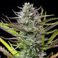 Mimosa - Cannaseuse - Curated Genetics - Royal Queen Seeds