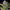 Mimosa - Cannaseuse - Curated Genetics - Royal Queen Seeds