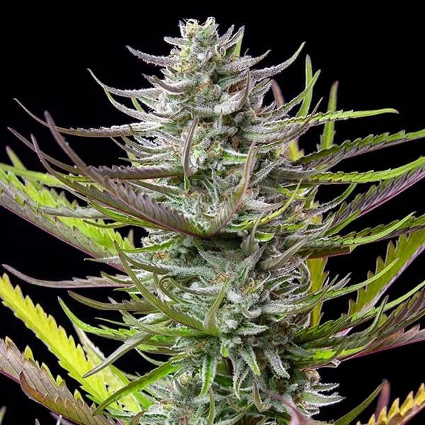 Mimosa - Cannaseuse - Curated Genetics - Royal Queen Seeds