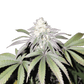 Grateful Seeds-Mind Fuelz