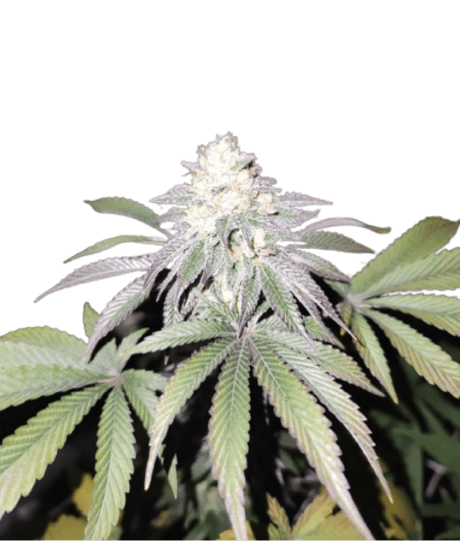 Grateful Seeds-Mind Fuelz