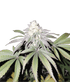 Grateful Seeds-Mind Fuelz